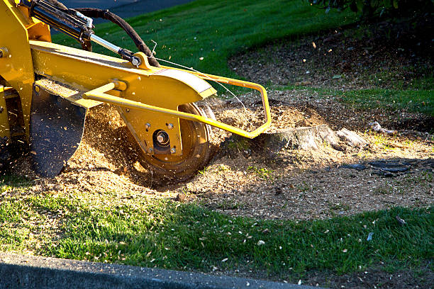 How Our Tree Care Process Works  in  Acushnet Center, MA